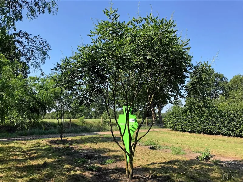 Koelreuteria paniculata