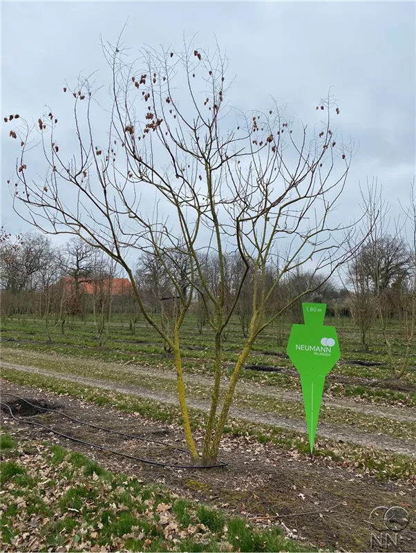 Koelreuteria paniculata