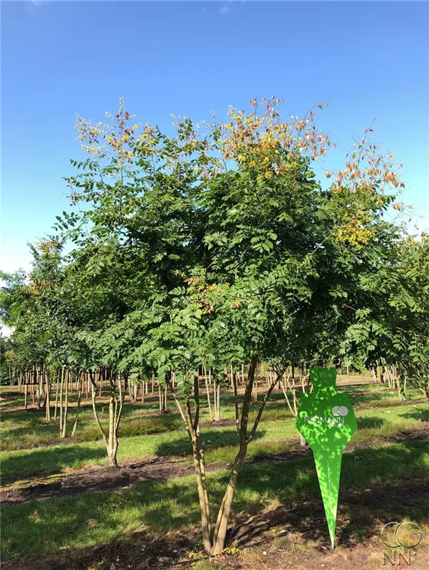 Koelreuteria paniculata