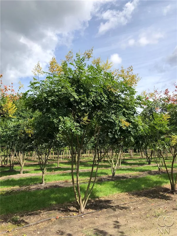 Koelreuteria paniculata