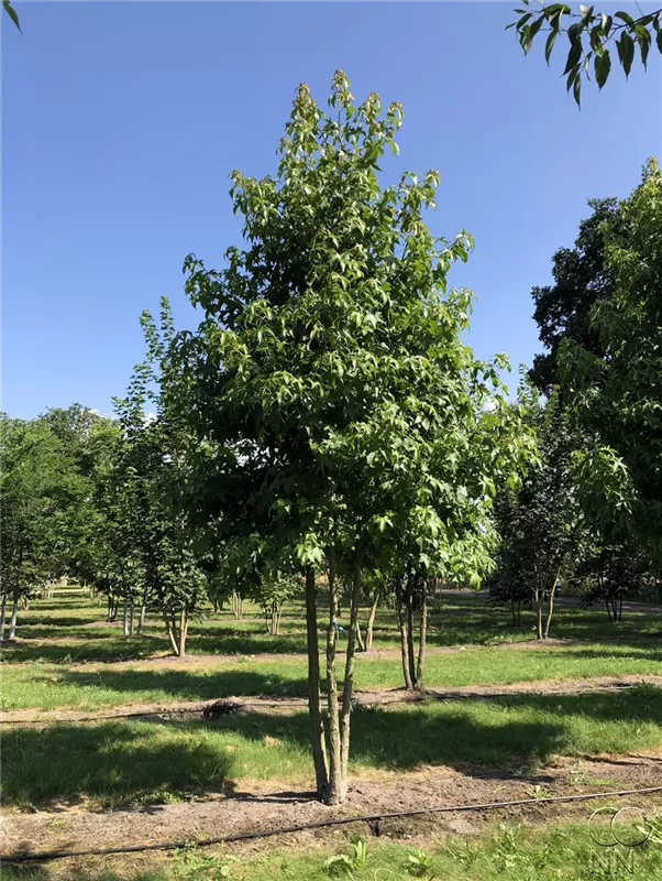 Liquidambar styraciflua