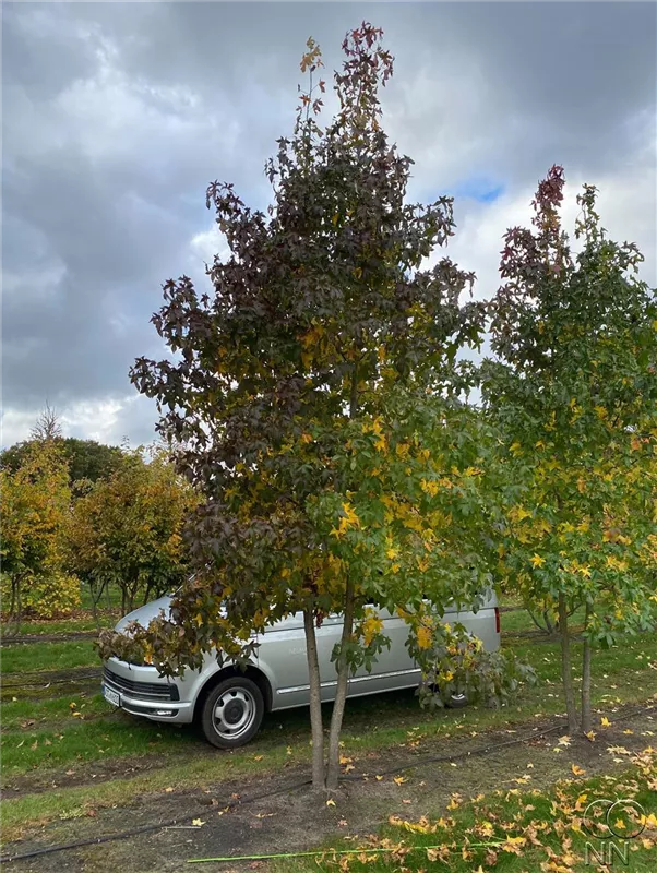 Liquidambar styraciflua