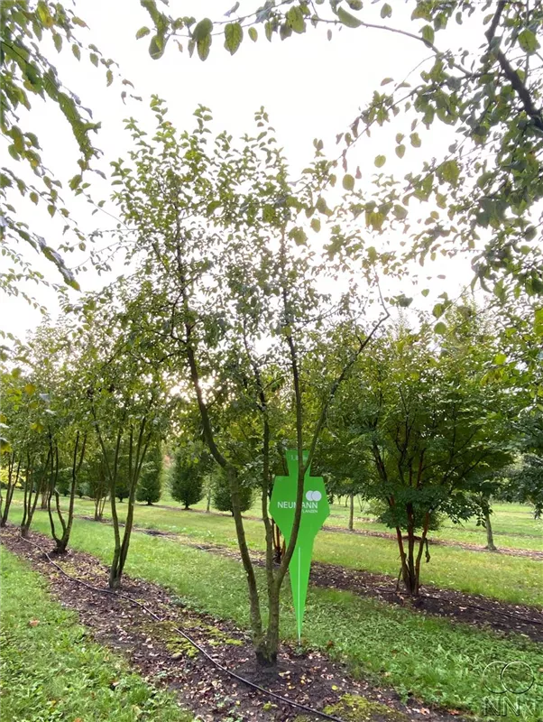 Malus 'Butterball'