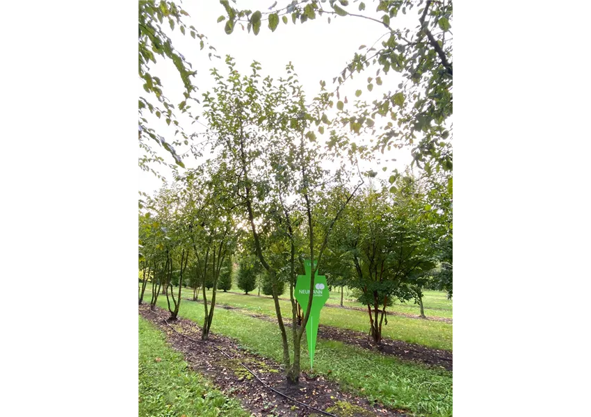 Zierapfel 'Butterball'
