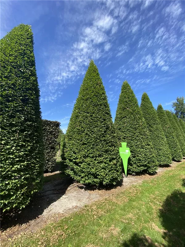 Carpinus betulus 'Fastigiata'