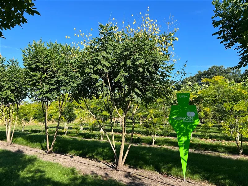 Koelreuteria paniculata