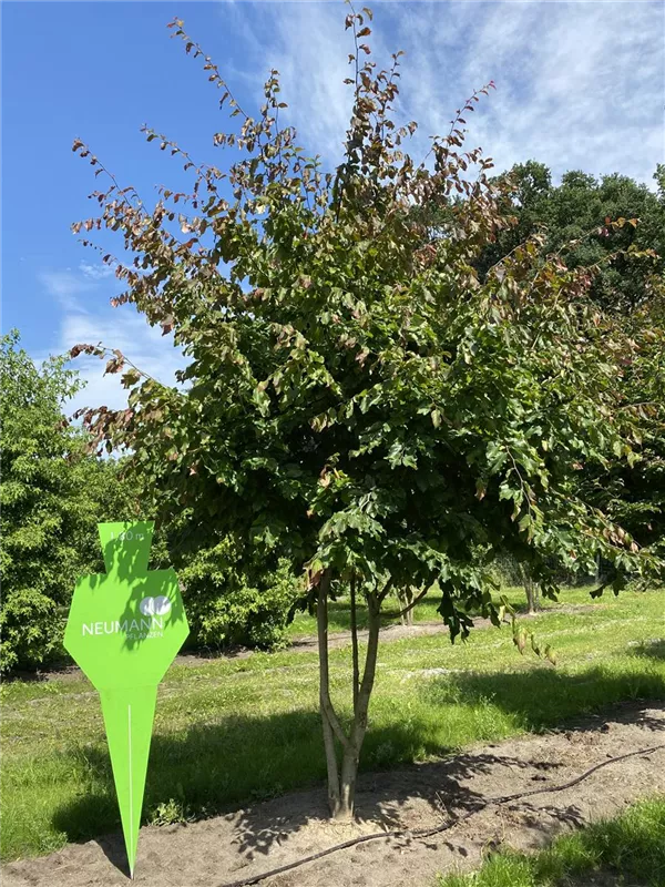 Parrotia persica