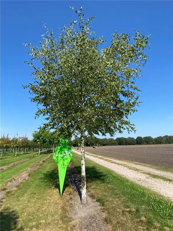 Betula pendula