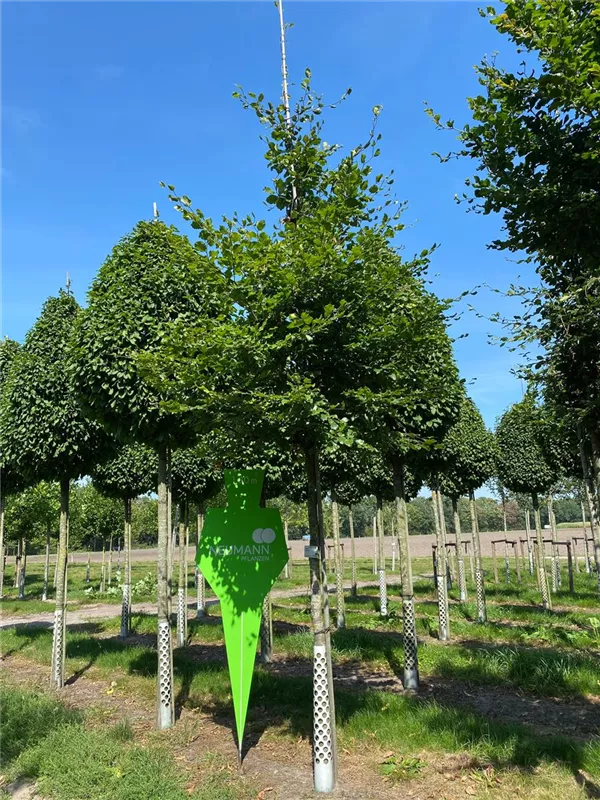 Fagus sylvatica