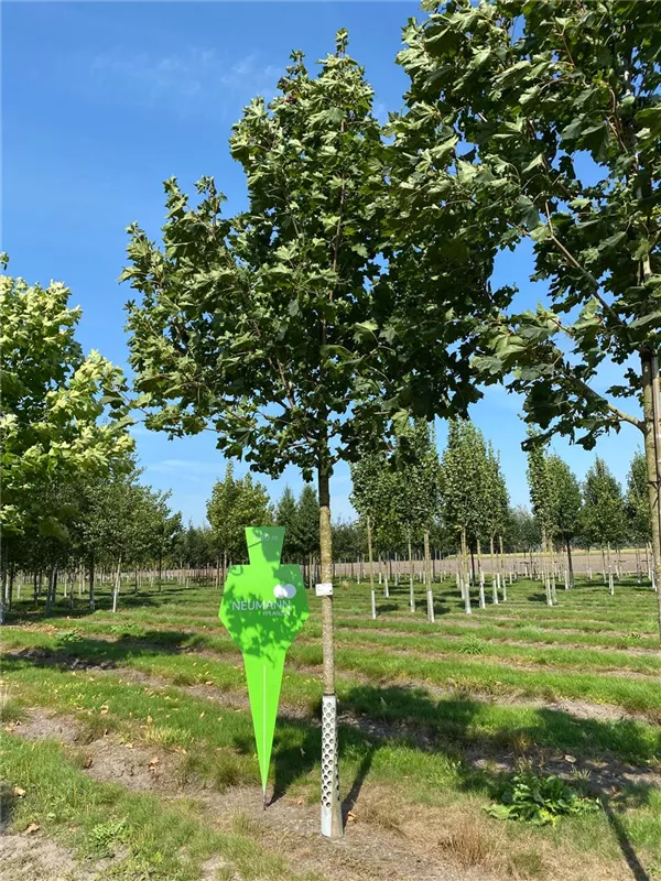 Acer platanoides 'Cleveland'