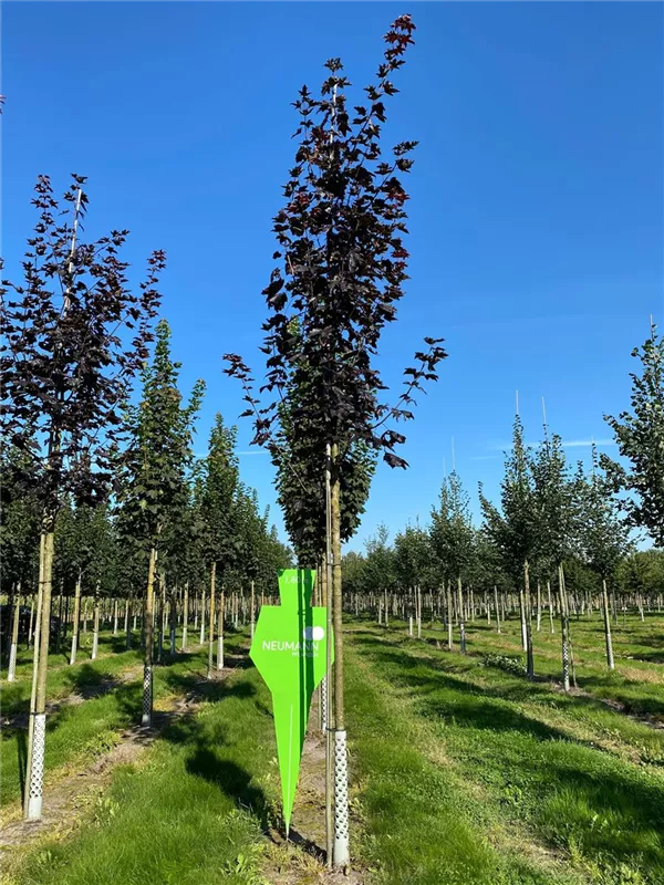 Acer platanoides 'Cleveland'