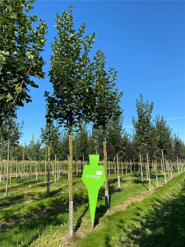 Acer platanoides 'Cleveland'