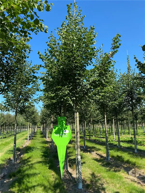 Tilia cordata 'Rancho'