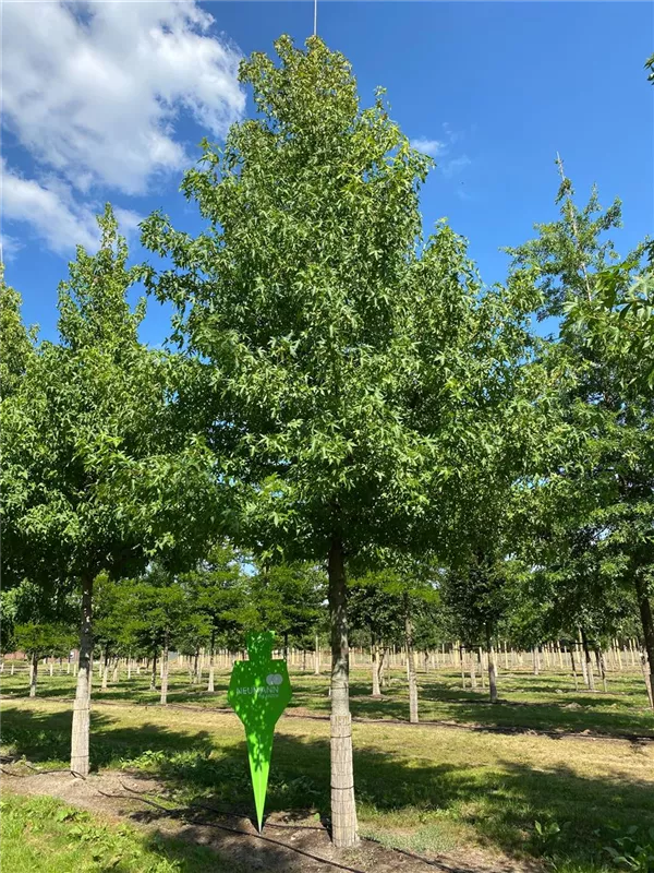 Liquidambar styraciflua 'Worplesdon'