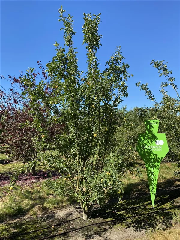 Malus 'Butterball'