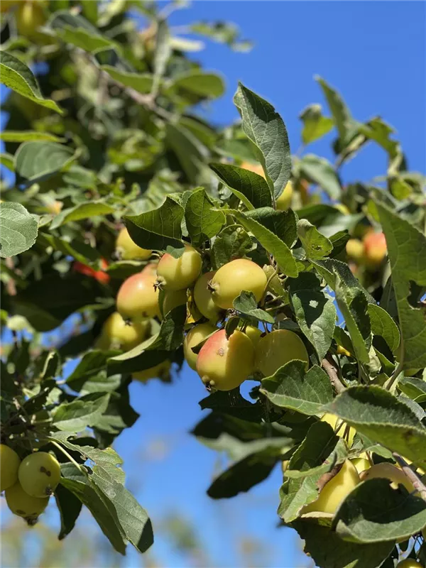 Malus 'Butterball'