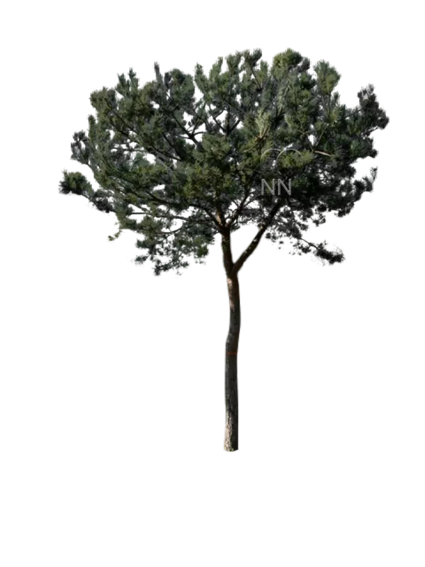 Pinus sylvestris