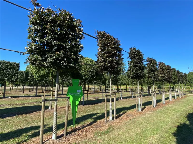 Fagus sylvatica purpurea