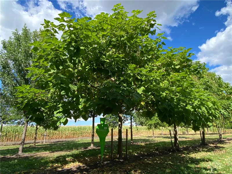 Catalpa bignonioides