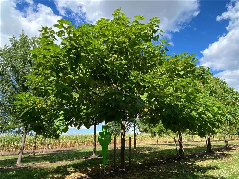 Catalpa bignonioides