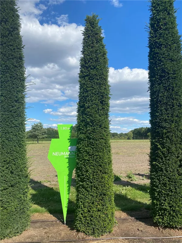 Taxus baccata 'Höpken's Gigant'