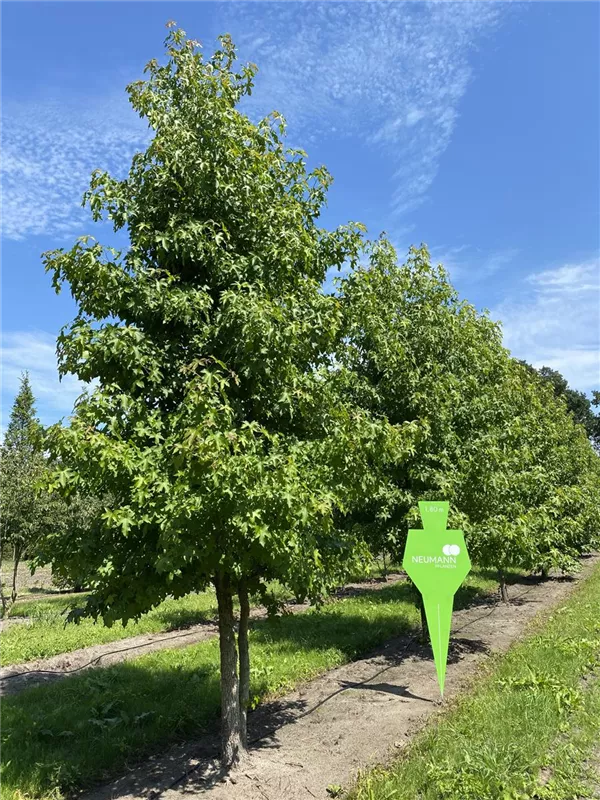 Liquidambar styraciflua