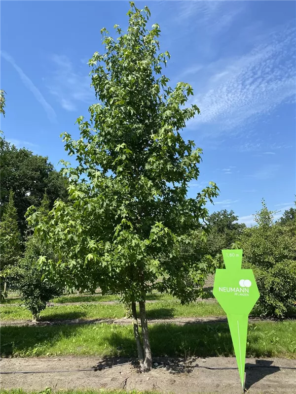 Liquidambar styraciflua