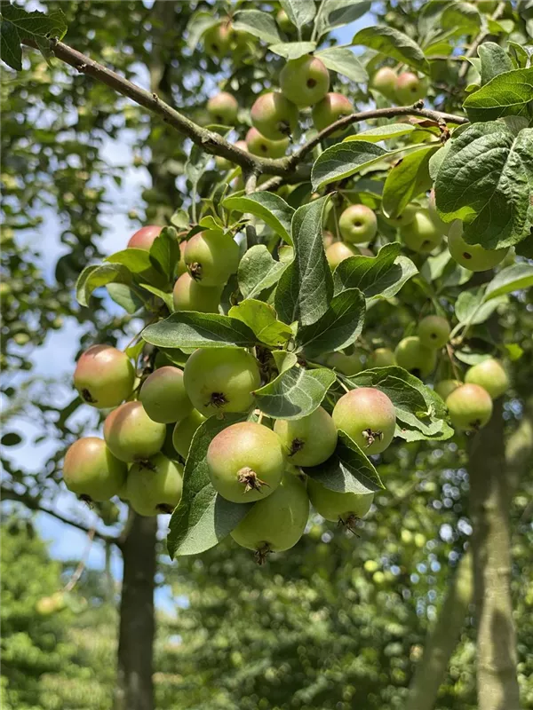 Malus 'Butterball'