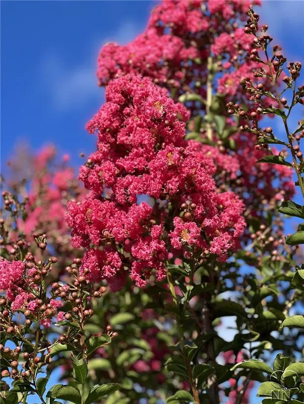 Lagerstroemia indica 'Tuscarora'