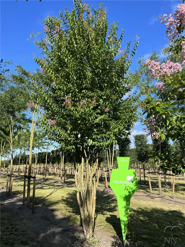 Lagerstroemia indica 'Muskogee'