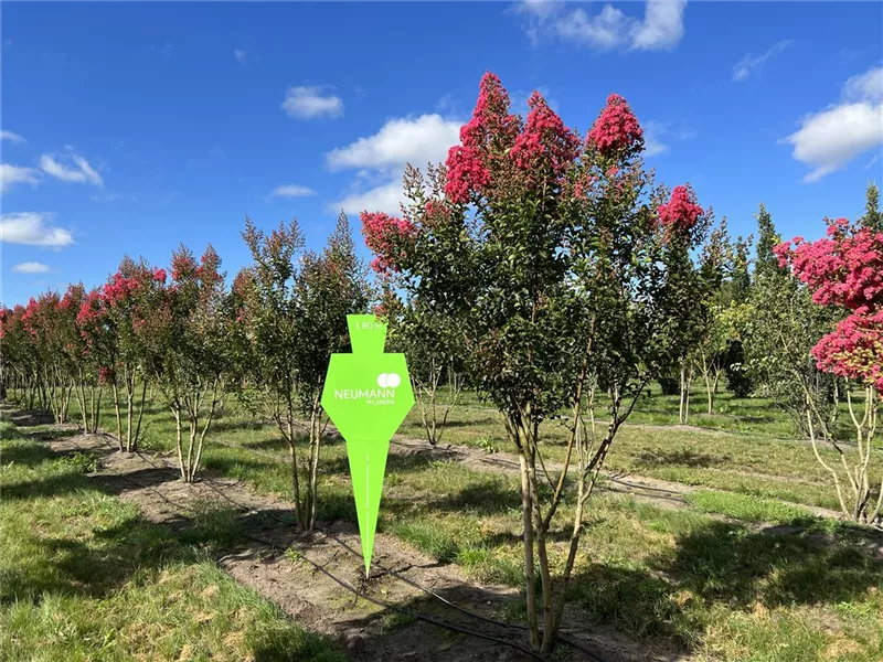 Lagerstroemia indica 'Tuscarora'