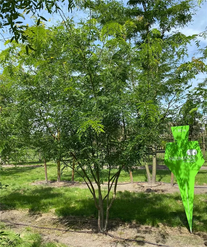 Gleditsia triacanthos 'Skyline'