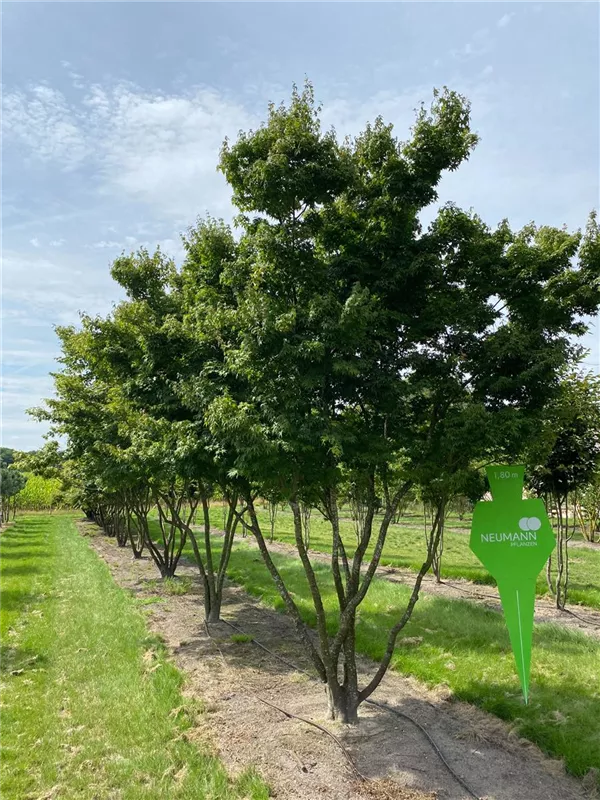 Acer palmatum