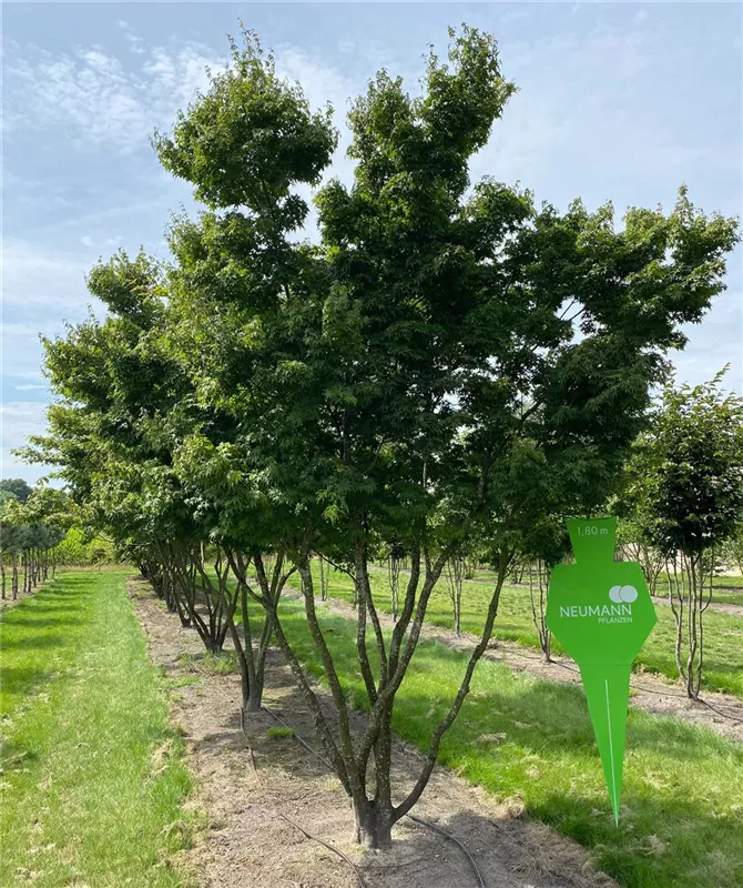 Acer palmatum