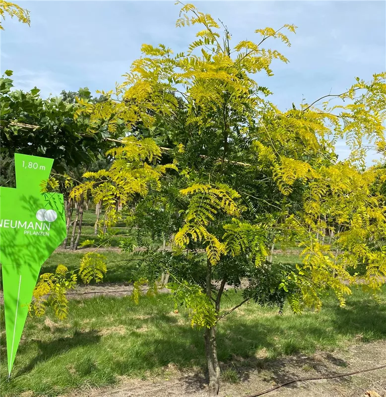 Gleditsia triacanthos 'Skyline'