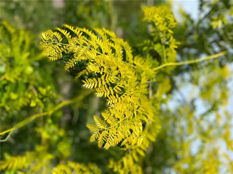 Gleditsia triacanthos 'Skyline'