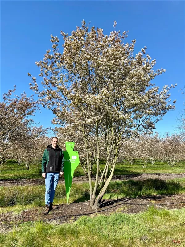 Amelanchier lamarckii