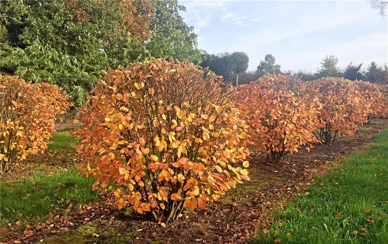 Amelanchier lamarckii