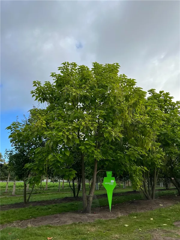 Catalpa bignonioides