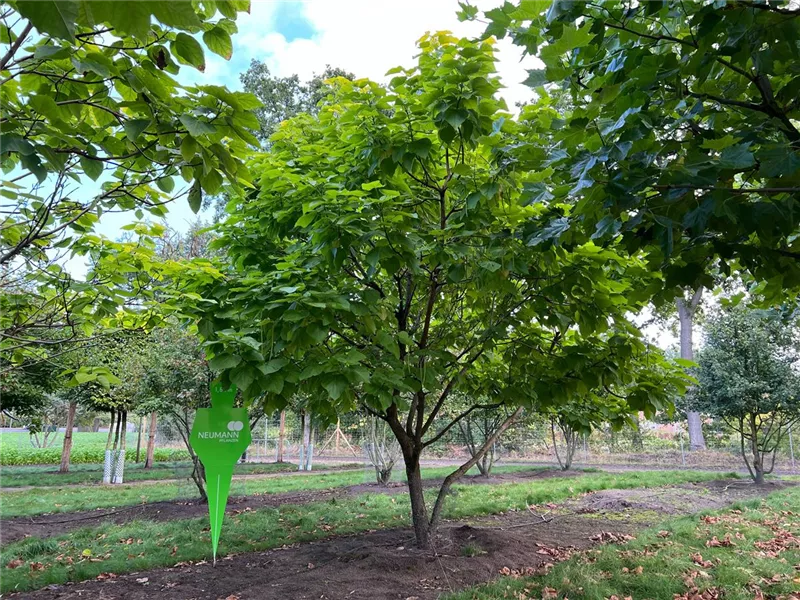 Catalpa bignonioides 'Aurea'