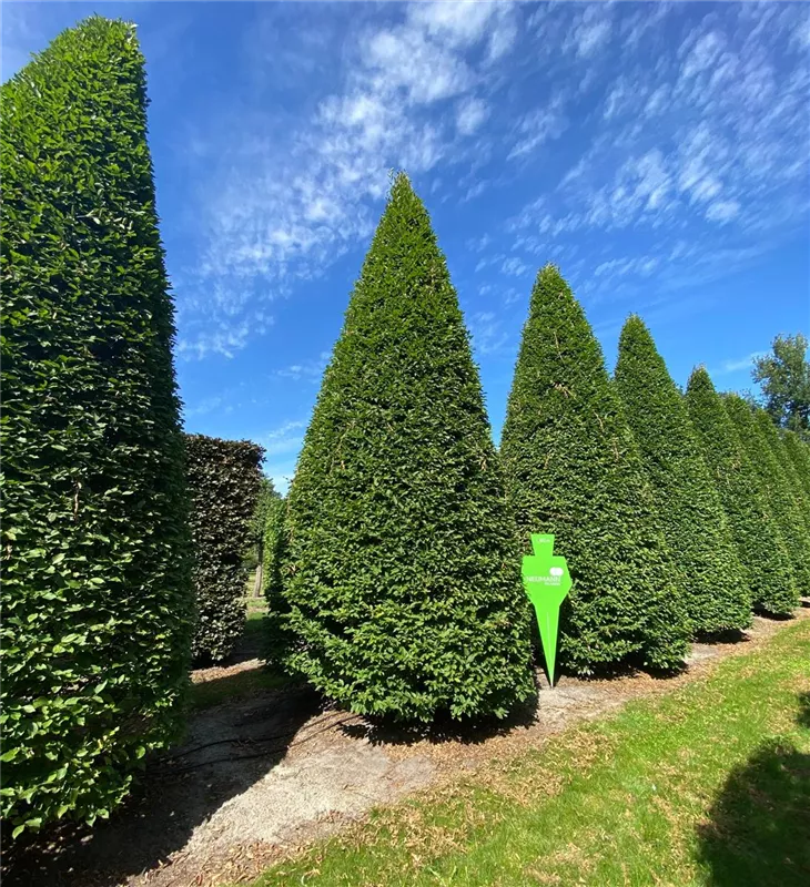 Carpinus betulus 'Fastigiata'