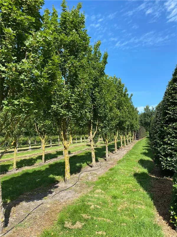 Acer campestre 'Green Column'