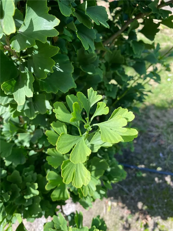 Ginkgo biloba 'Fastigiata Blagon' -R-