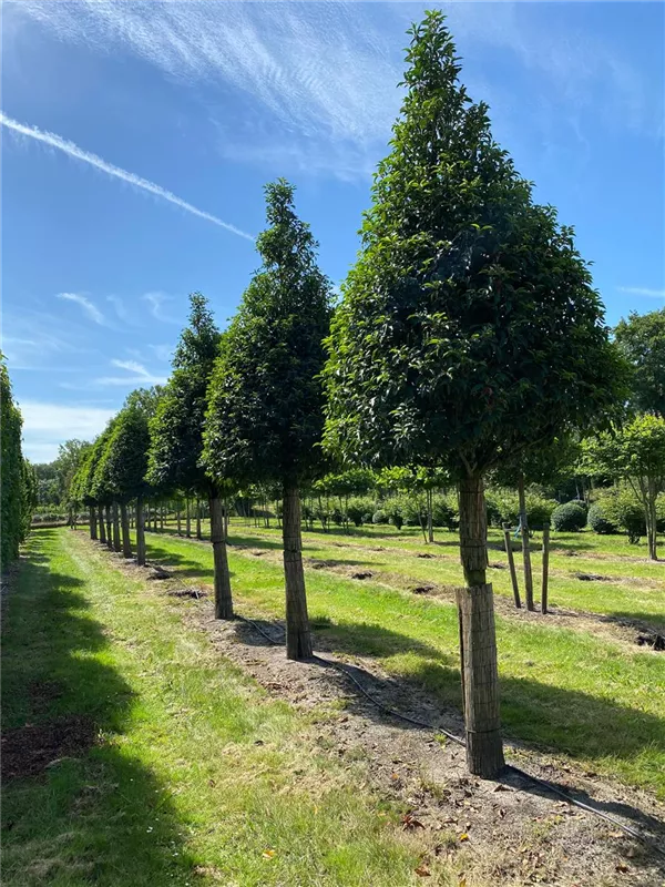 Prunus lusitanica 'Angustifolia'