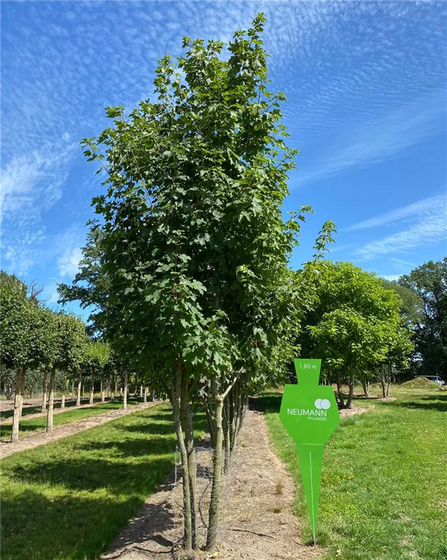 Acer pseudoplatanus