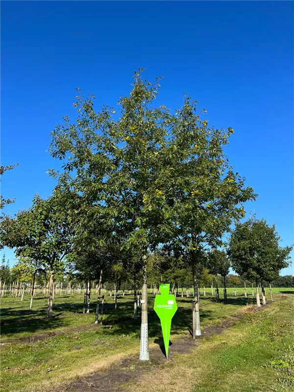 Quercus rubra