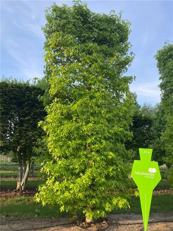 Liquidambar styraciflua 'Worplesdon'