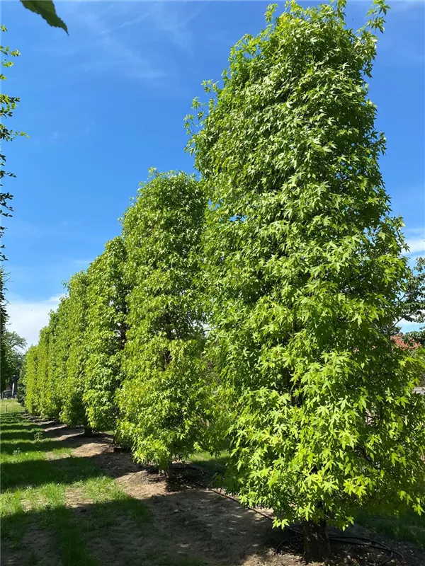 Liquidambar styraciflua 'Worplesdon'