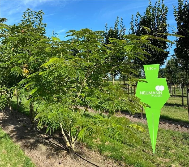 Albizia julibrissin 'Ernest Wilson'