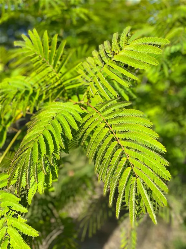 Albizia julibrissin 'Ernest Wilson'